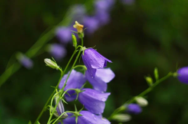 Purple Bell Flower Full Blooming Garden — Stock Photo, Image