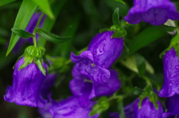 庭に満開の紫色の鐘の花 — ストック写真