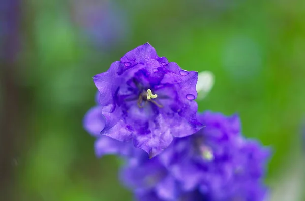 庭に満開の紫色の鐘の花 — ストック写真