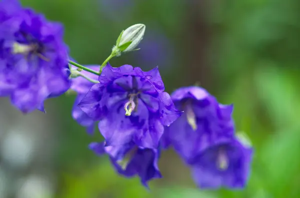 Purple Bell Flower Full Blooming Garden — Stock Photo, Image