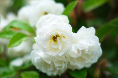 Yeşil yaprakların arasında açan eski bej güller.