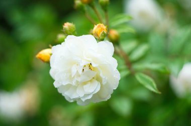 Yeşil yaprakların arasında açan eski bej güller.