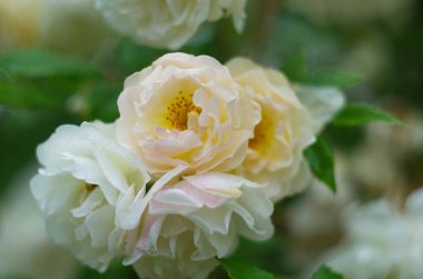 Yeşil yaprakların arasında açan eski bej güller.