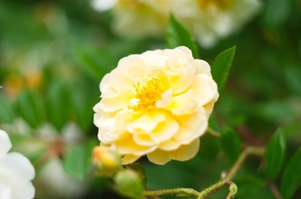 Vintage Beżowe Róże Kwitnące Wśród Zielonych Liści — Zdjęcie stockowe
