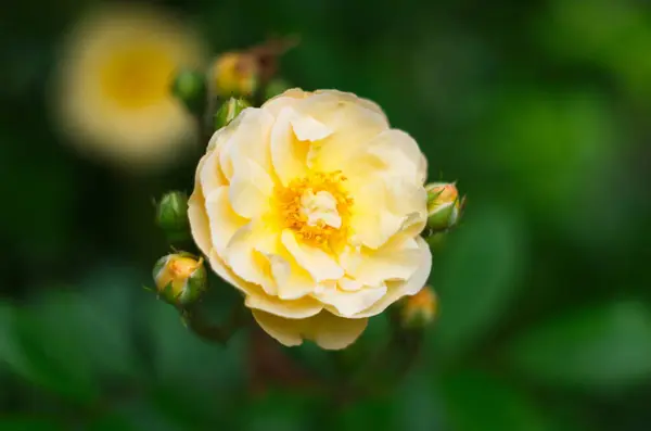 Vintage Beige Rosen Blühen Zwischen Den Grünen Blättern — Stockfoto