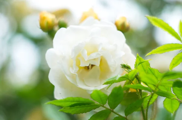 Vintage Beige Rosen Blühen Zwischen Den Grünen Blättern — Stockfoto