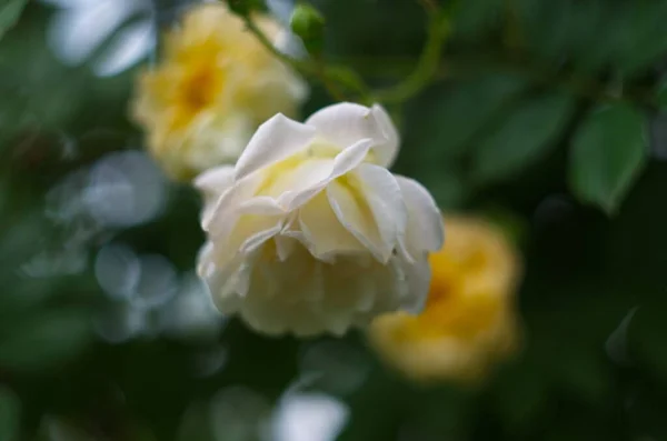 Vintage Beige Rosen Blühen Zwischen Den Grünen Blättern — Stockfoto