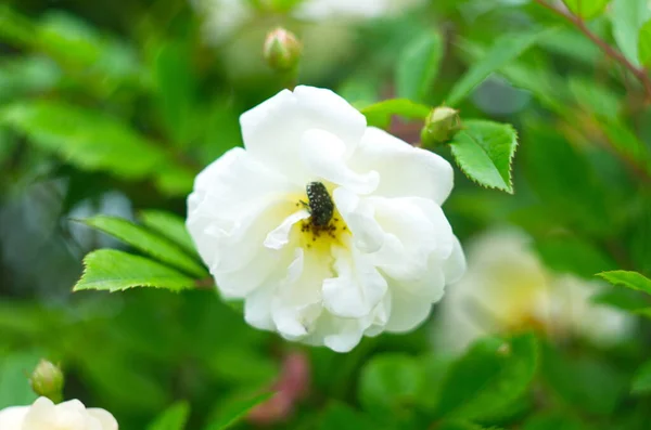 Vintage Beige Rosen Blühen Zwischen Den Grünen Blättern — Stockfoto