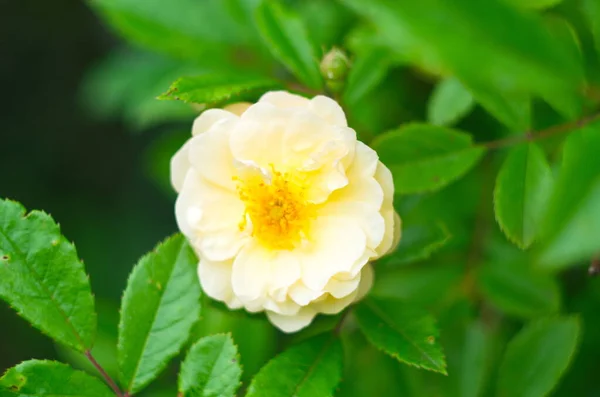 Vintage Beige Rosen Blühen Zwischen Den Grünen Blättern — Stockfoto