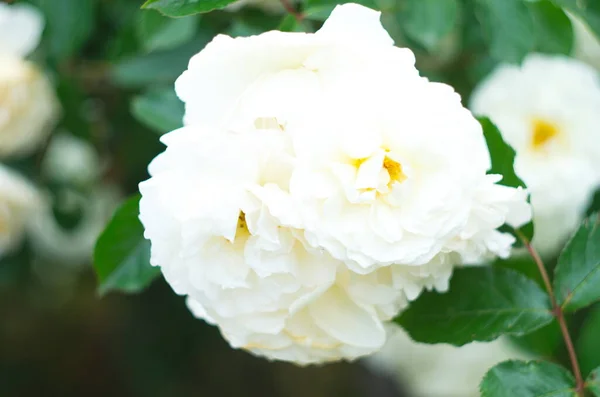 Ročník Béžové Růže Kvetoucí Mezi Zelenými Listy — Stock fotografie