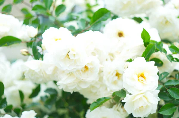 Ročník Béžové Růže Kvetoucí Mezi Zelenými Listy — Stock fotografie