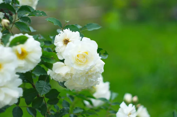 Vintage Beżowe Róże Kwitnące Wśród Zielonych Liści — Zdjęcie stockowe