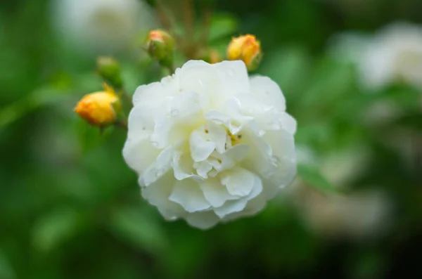 Vintage Beige Rosen Blühen Zwischen Den Grünen Blättern — Stockfoto