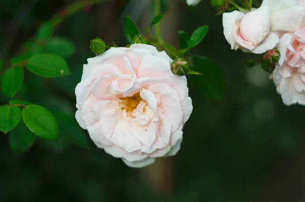 Gentle Rose Light Pink Color Growing Bush — Stock Photo, Image