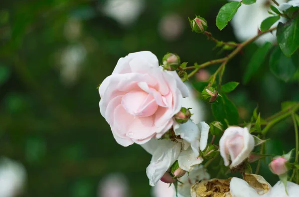 Sanfte Rose Von Hellrosa Farbe Die Auf Einem Strauch Wächst — Stockfoto