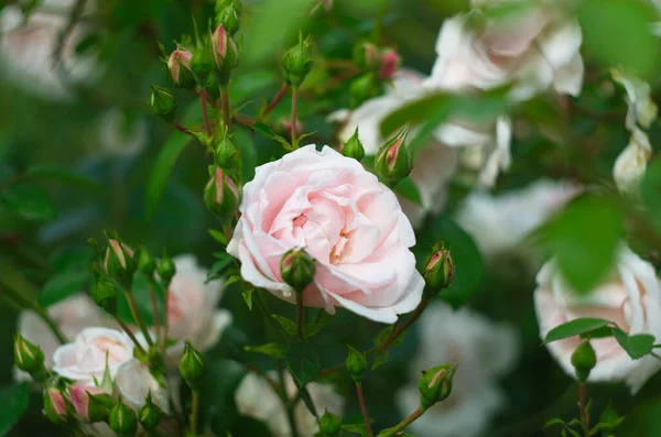 Sanfte Rose Von Hellrosa Farbe Die Auf Einem Strauch Wächst — Stockfoto