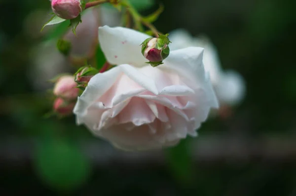 Gentle Rose Light Pink Color Growing Bush — Stock Photo, Image