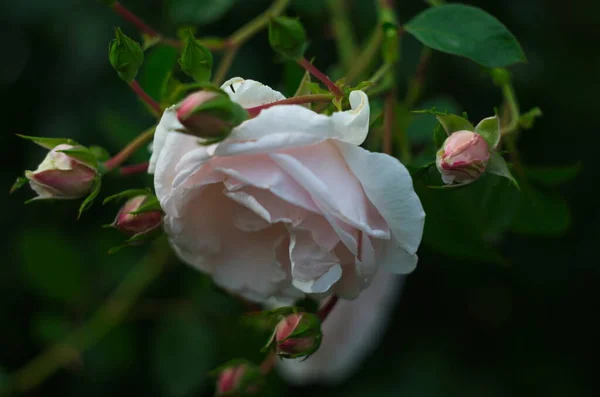 Rose Douce Couleur Rose Clair Poussant Sur Buisson — Photo