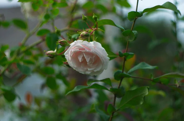 Sanfte Rose Von Hellrosa Farbe Die Auf Einem Strauch Wächst — Stockfoto