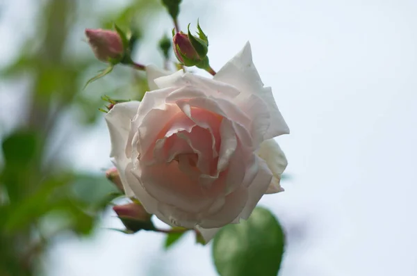 Sanfte Rose Von Hellrosa Farbe Die Auf Einem Strauch Wächst — Stockfoto