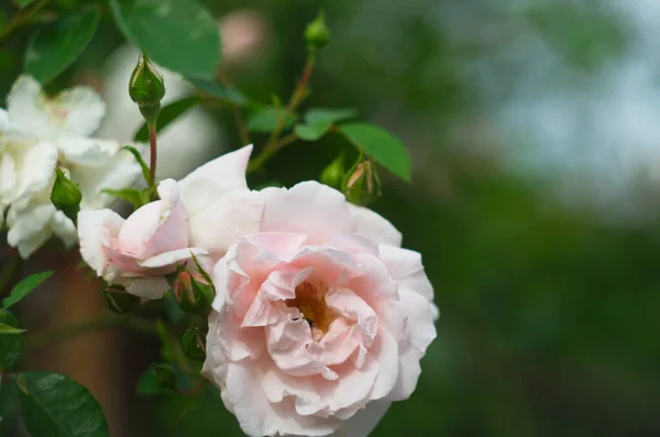 Gentle Rose Light Pink Color Growing Bush — Stock Photo, Image