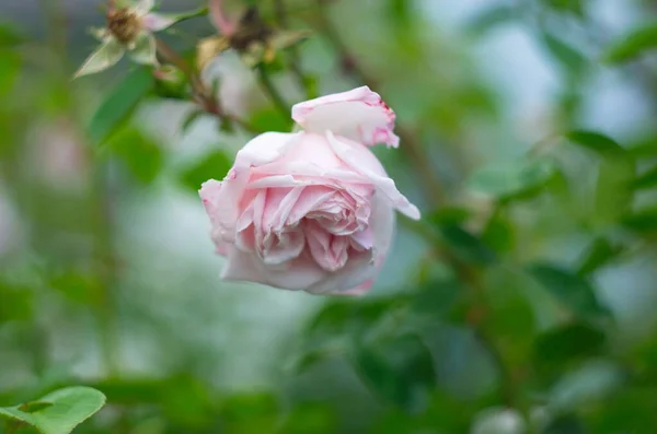 Gentle Rose Light Pink Color Growing Bush — Stock Photo, Image