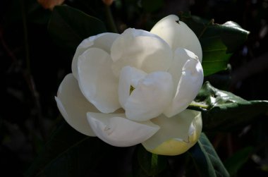 Büyük, kremsi beyaz bir güney manolya çiçeği bir ağacın parlak yeşil yapraklarıyla çevrilidir. Beyaz taç yaprakları yakın.