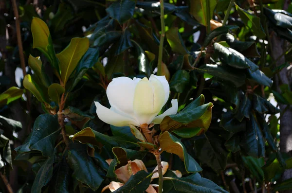一朵巨大的 乳白色的南方木兰花被光滑的绿叶环绕着 白色花瓣闭合 — 图库照片
