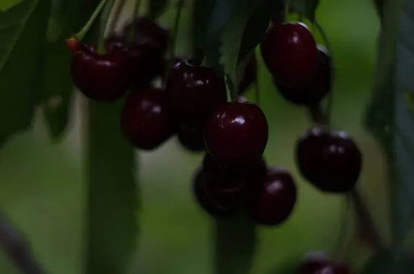 Cherries Hanging Cherry Tree Branch Close — Stock Photo, Image