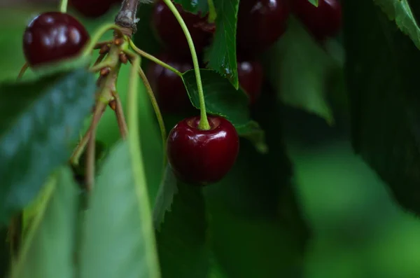 Cerises Accrochées Une Branche Cerisier Gros Plan — Photo