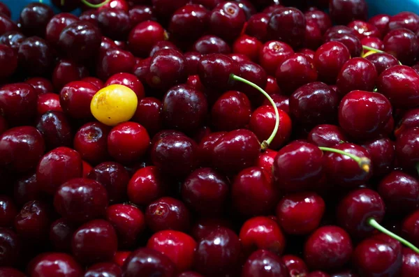 Sweet Cherry Black Cherries Water Drops Background — Stock Photo, Image