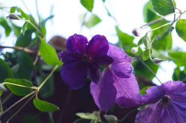 Mor klematis çiçekleri (Clematis viticella) de yeşil yapraklı İtalyan deri çiçeği olarak bilinirler. Mor çiçeklerin sarmaşıklarına tırmanıyor..