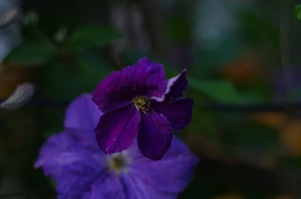 Primer Plano Las Flores Clematis Púrpura Clematis Viticella También Kwon — Foto de Stock