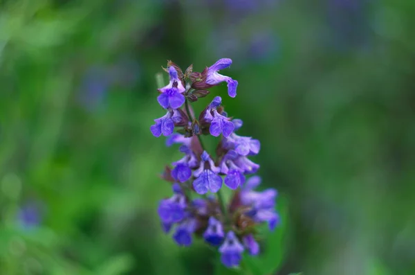 Zbliżenie Fioletowe Kwiaty Salvia Officinalis Ogrodzie — Zdjęcie stockowe