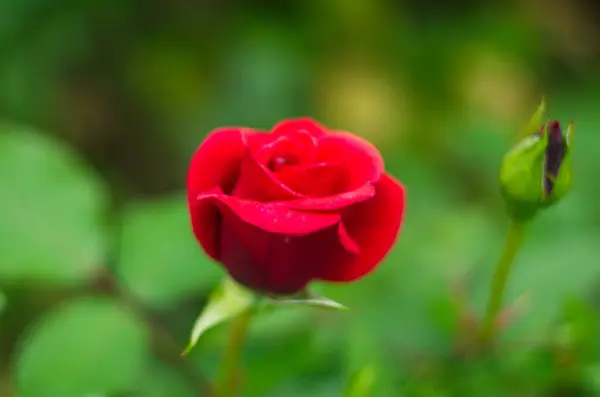 Röd Ros Blomma Blommar Rosor Trädgård Bakgrund Röda Rosor Blommor — Stockfoto