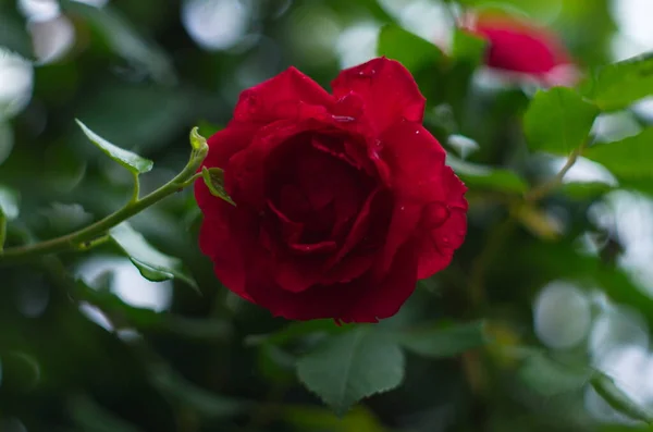 Czerwona Róża Kwiat Kwitnący Ogrodzie Róż Tle Czerwone Róże Kwiaty — Zdjęcie stockowe
