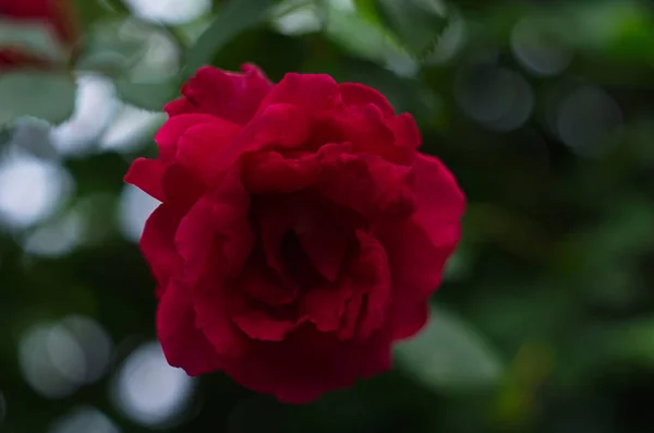 Красный Цветок Розы Цветет Саду Роз Заднем Плане Красные Цветы — стоковое фото