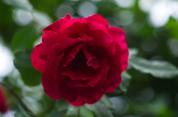 Červená Růže Květ Růžích Zahrada Pozadí Červené Růže Květiny — Stock fotografie