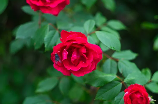 Röd Ros Blomma Blommar Rosor Trädgård Bakgrund Röda Rosor Blommor — Stockfoto