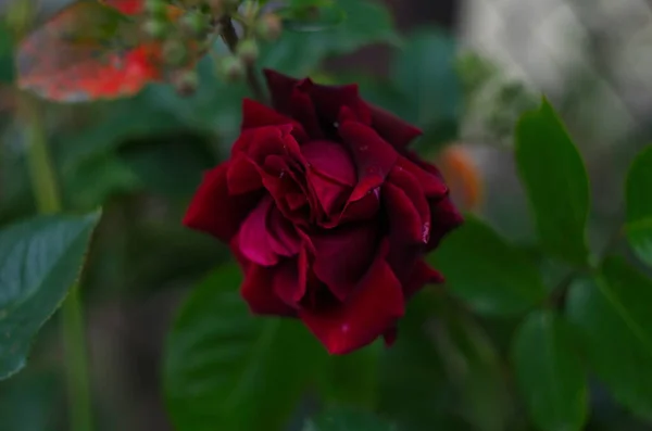 Piros Rózsa Virág Virágzik Rózsa Kertben Háttérben Vörös Rózsa Virágok — Stock Fotó