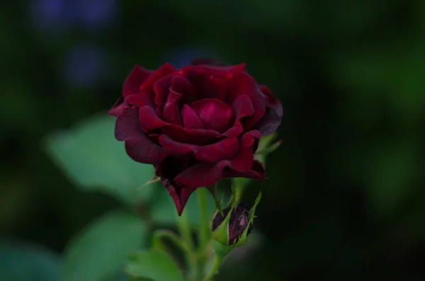 Rote Rose Blume Blüht Rosen Garten Auf Hintergrund Rote Rosen — Stockfoto