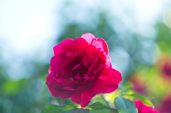 Červená Růže Květ Růžích Zahrada Pozadí Červené Růže Květiny — Stock fotografie