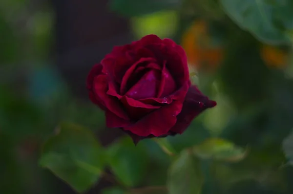 Rosa Rossa Fiore Fioritura Giardino Rose Sfondo Rose Rosse Fiori — Foto Stock