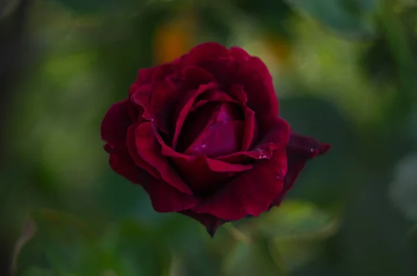 Rode Roos Bloem Bloeien Rozen Tuin Achtergrond Rode Rozen Bloemen — Stockfoto