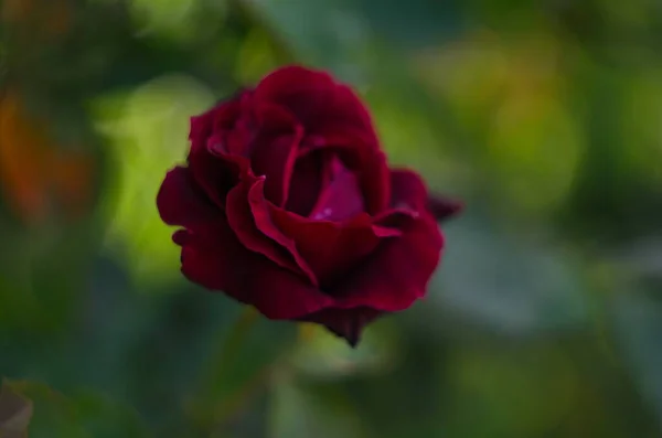 Flor Rosa Roja Floreciendo Jardín Rosas Fondo Rosas Rojas Flores — Foto de Stock