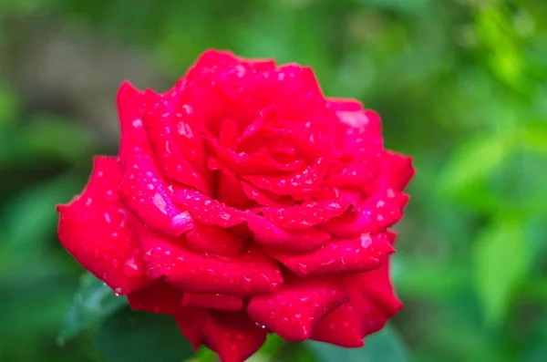 Flor Rosa Roja Floreciendo Jardín Rosas Fondo Rosas Rojas Flores — Foto de Stock