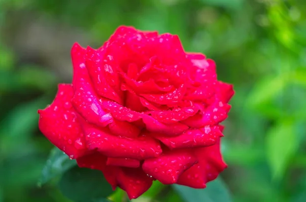 Flor Rosa Roja Floreciendo Jardín Rosas Fondo Rosas Rojas Flores — Foto de Stock