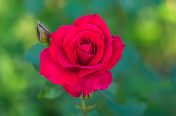 Czerwona Róża Kwiat Kwitnący Ogrodzie Róż Tle Czerwone Róże Kwiaty — Zdjęcie stockowe