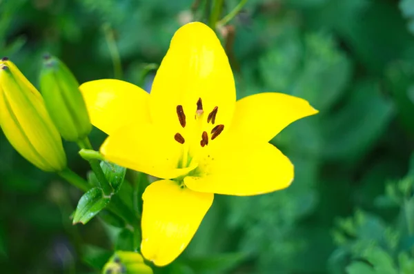 Foto Flor Lírio Amarelo Jardim Campo Imagem Colorida Close — Fotografia de Stock