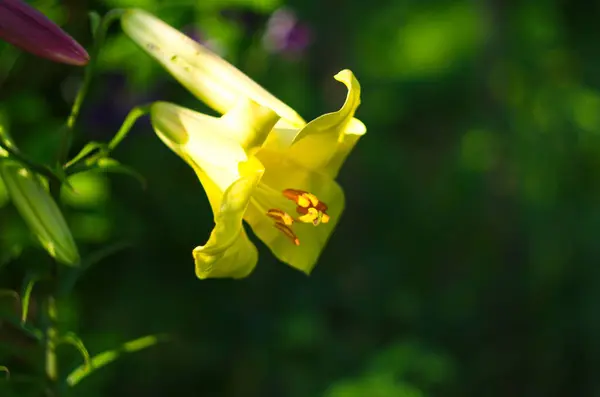 花园里黄色百合花的照片 乡村五彩斑斓的图画 — 图库照片